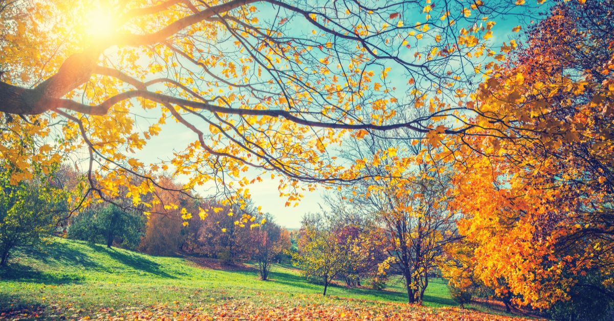 Aesha Tahir | Discover 5 reasons fall beats
